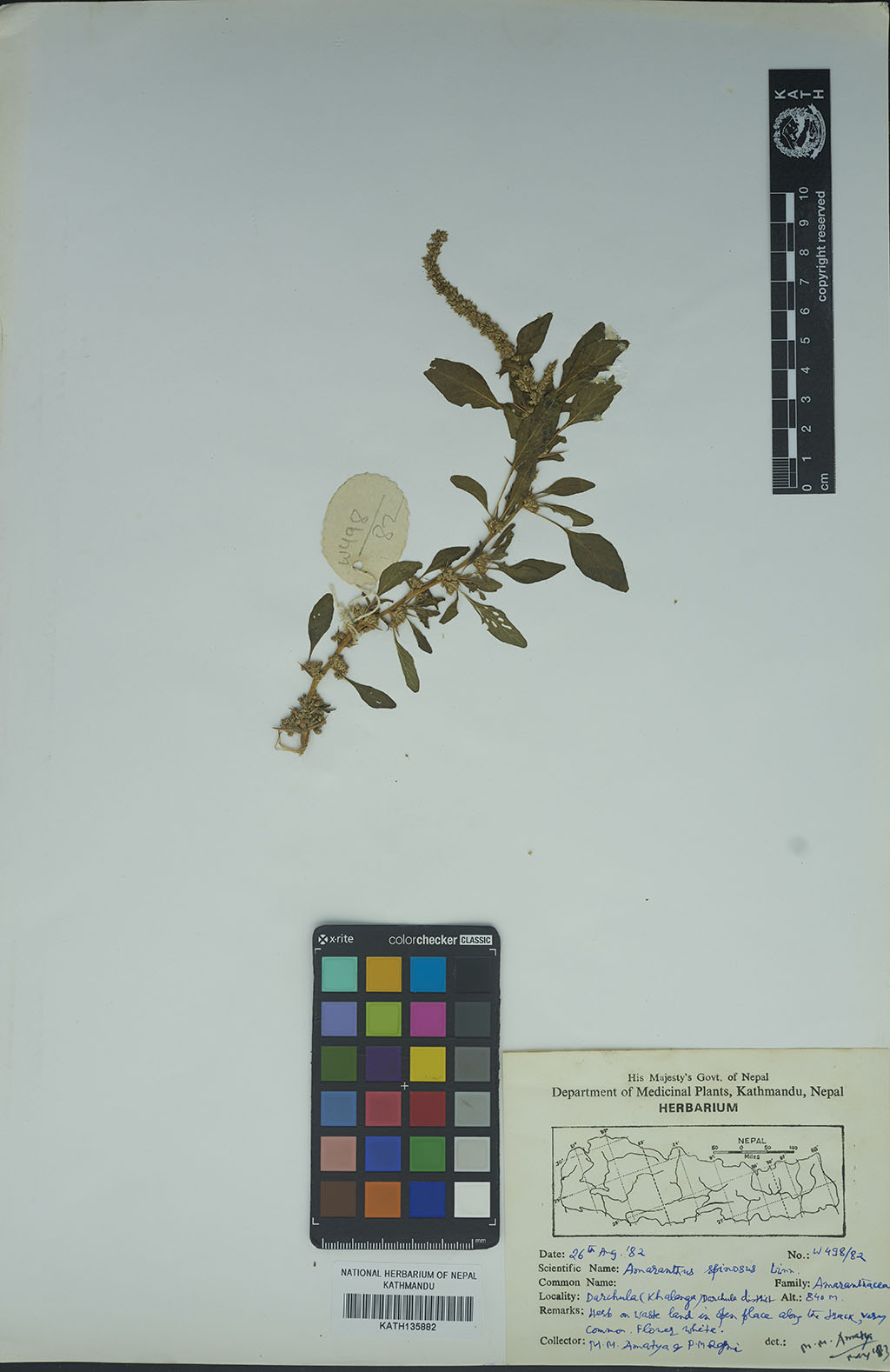 Amaranthus spinosus L.