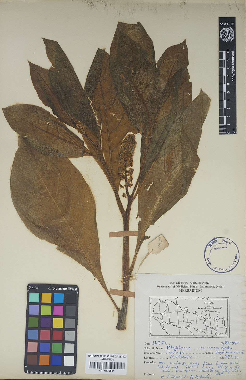 Phytolacca acinosa Roxb.