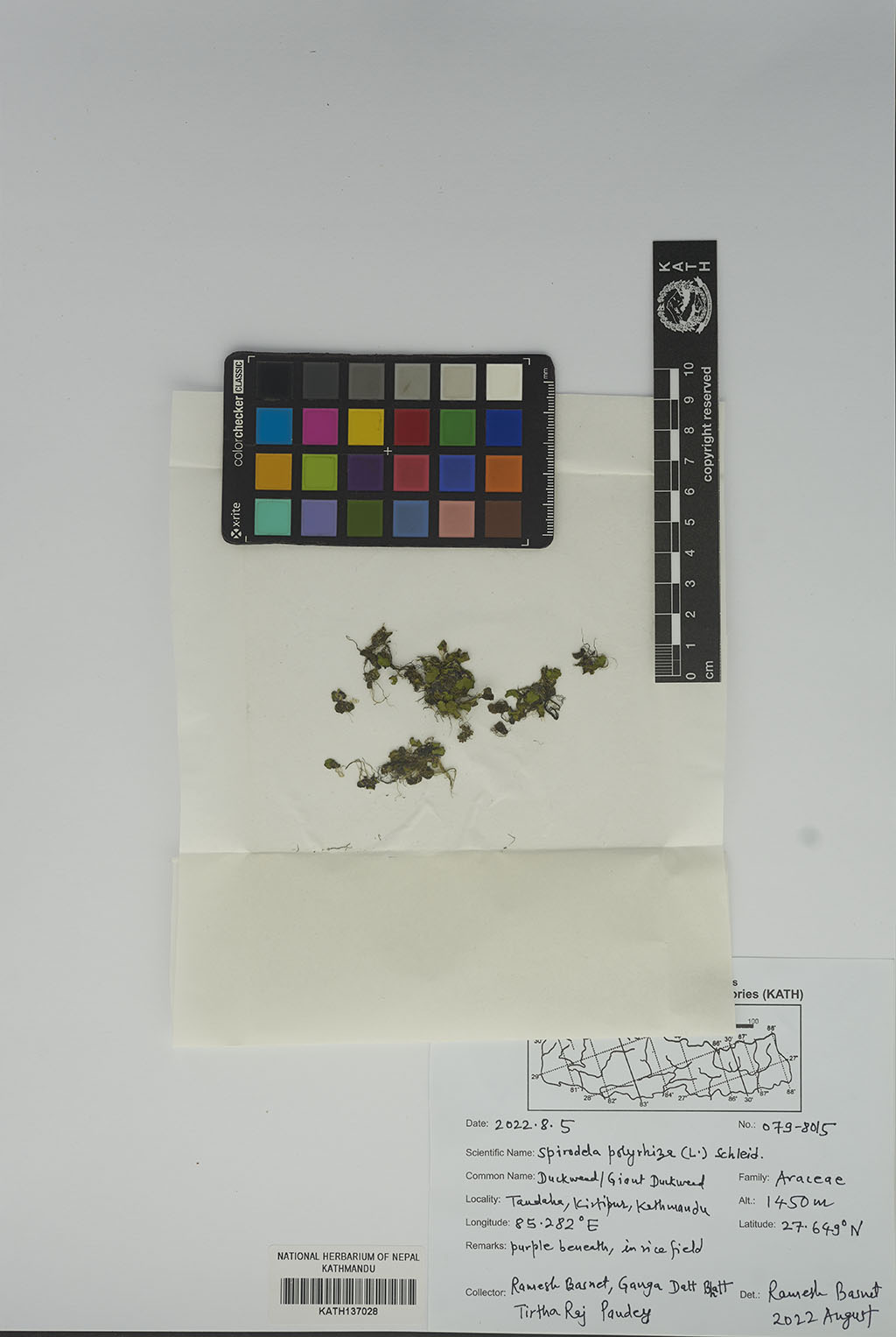 Spirodela polyrhiza (L.) Schleid.