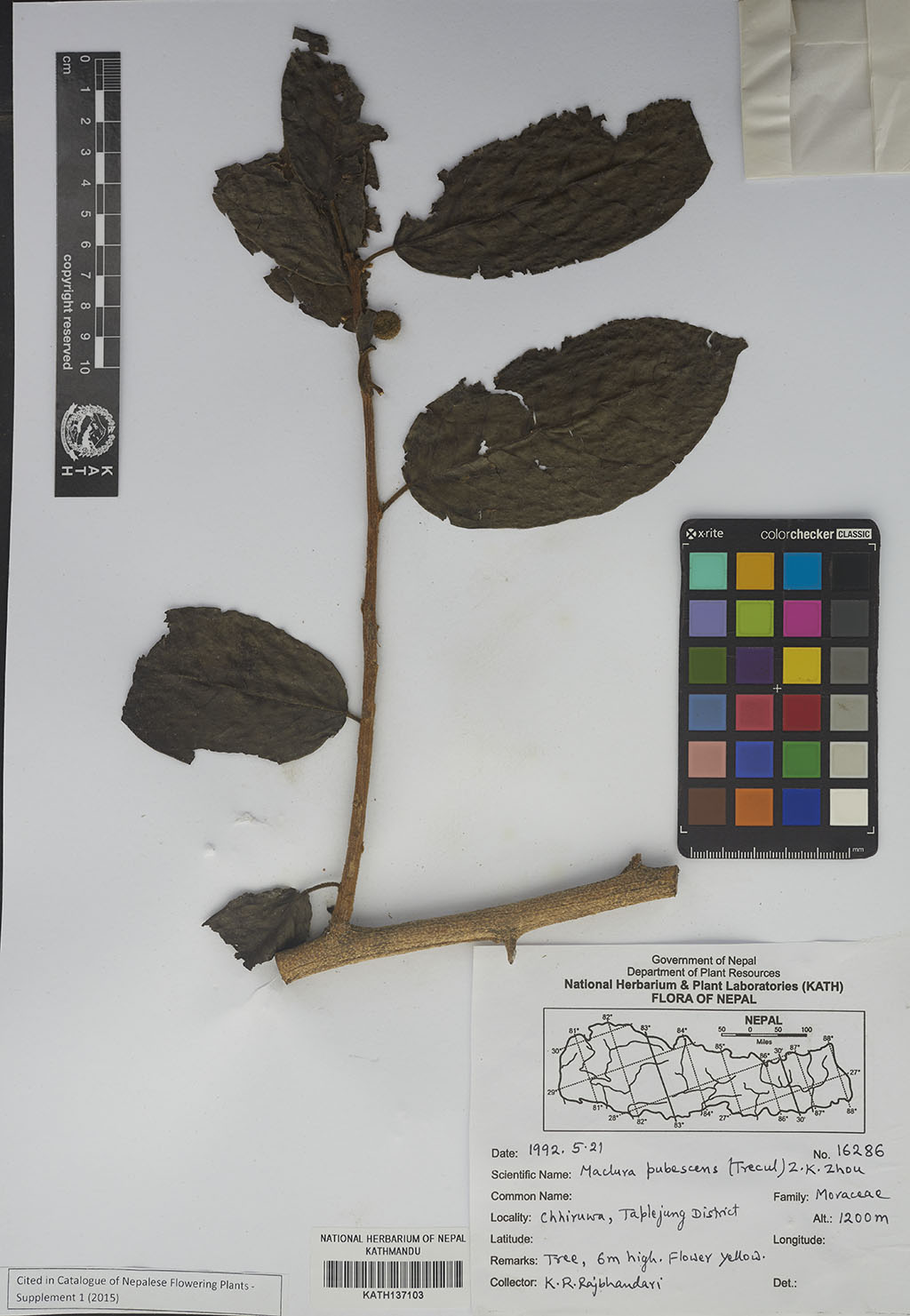 Maclura pubescens (Trécul) Z. K. Zhou & M. G. Gilbert