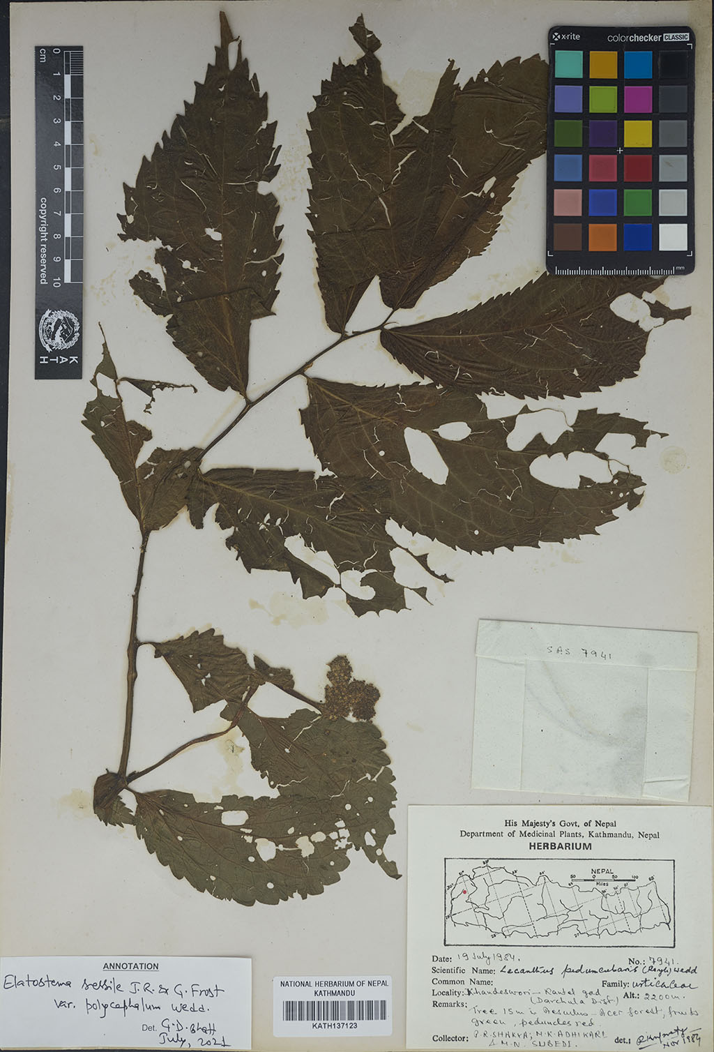 Elatostema sessile J. R. Forst. & G. Forst.