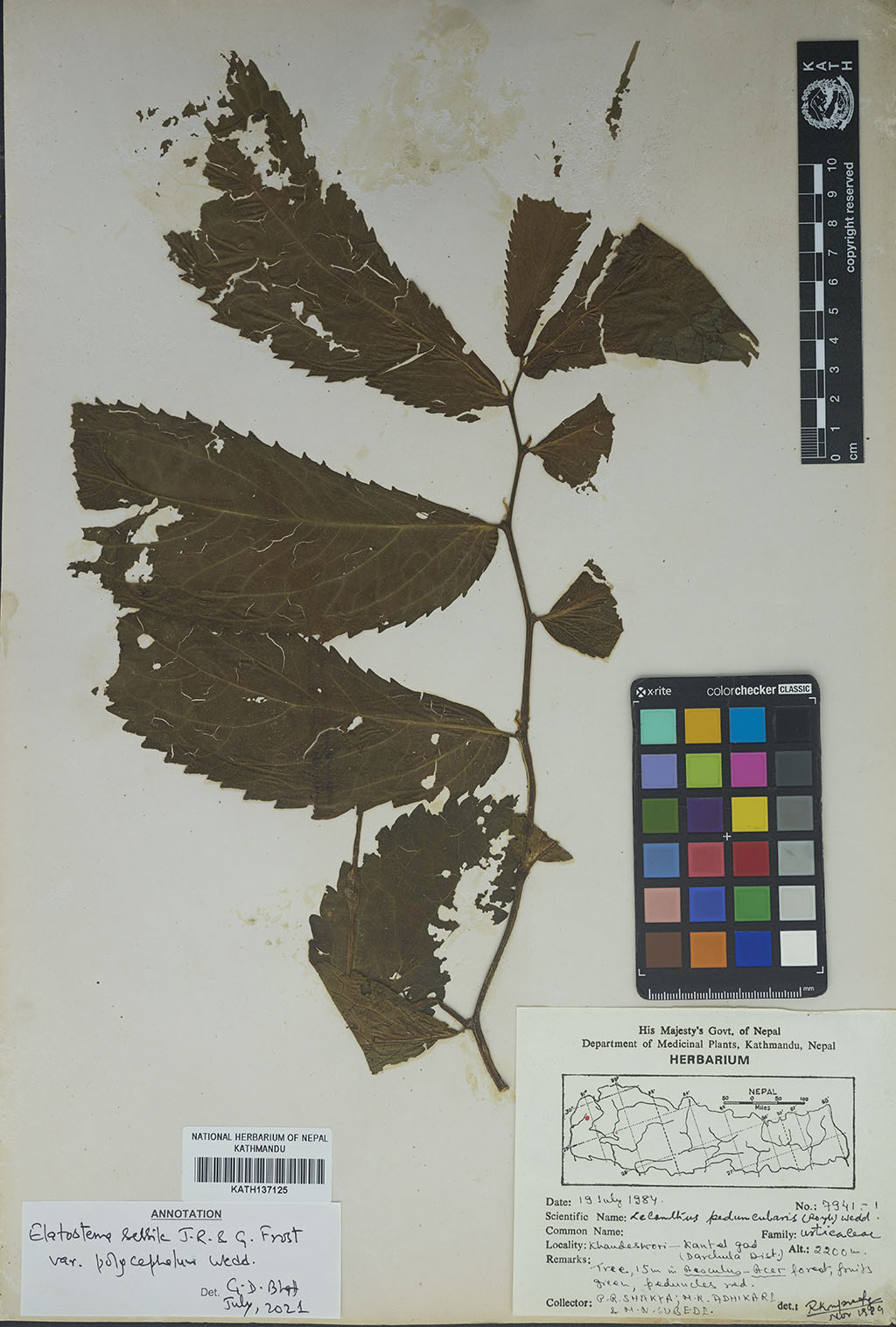 Elatostema sessile J. R. Forst. & G. Forst.