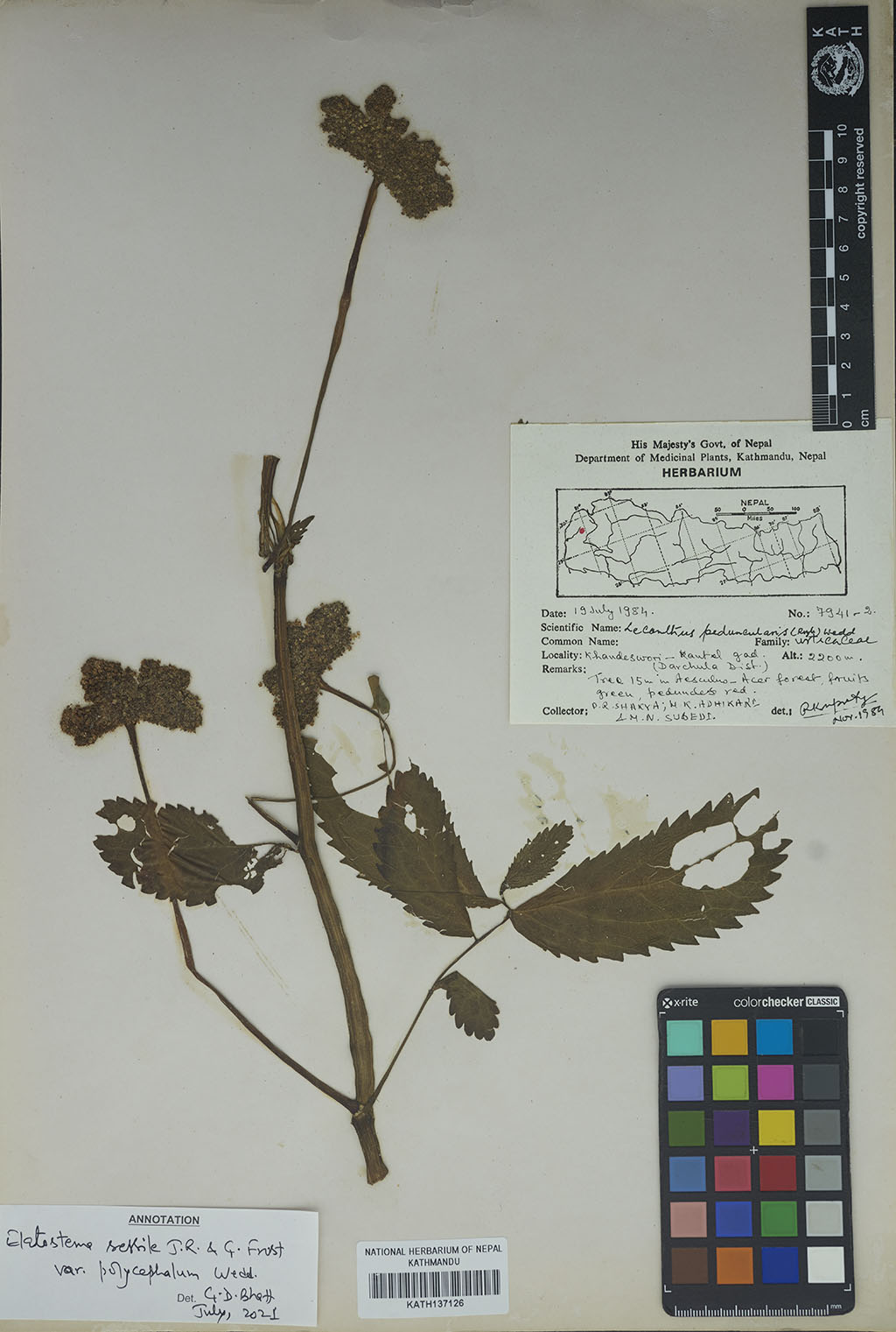 Elatostema sessile J. R. Forst. & G. Forst.