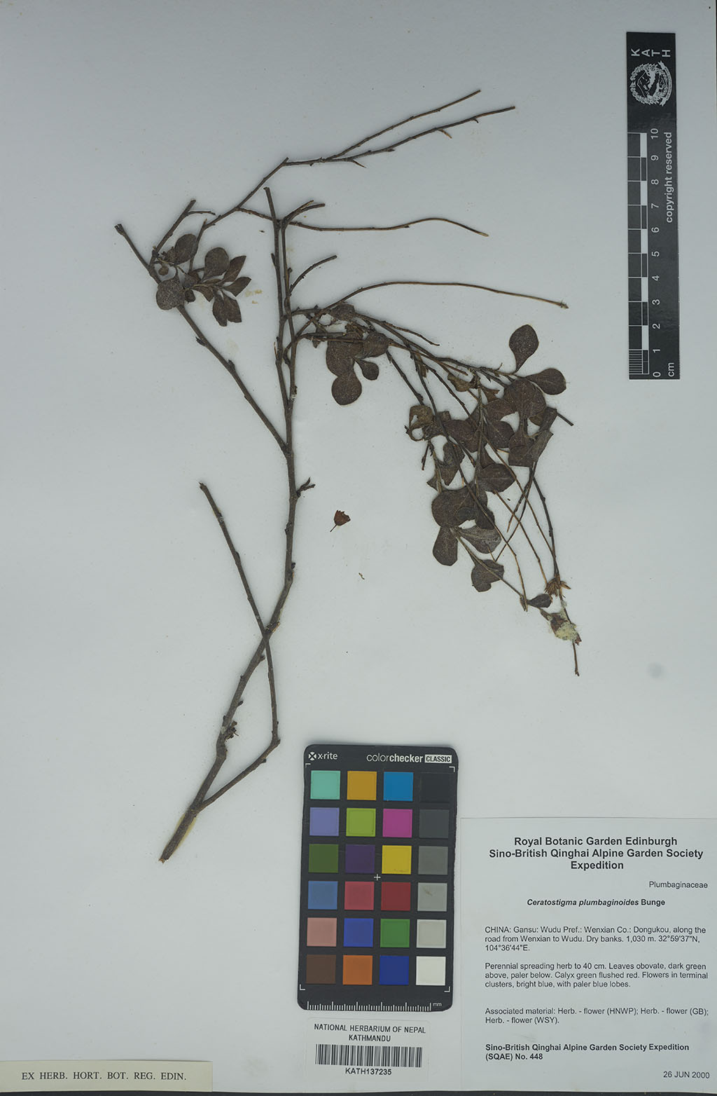 Ceratostigma plumbaginoides Bunge