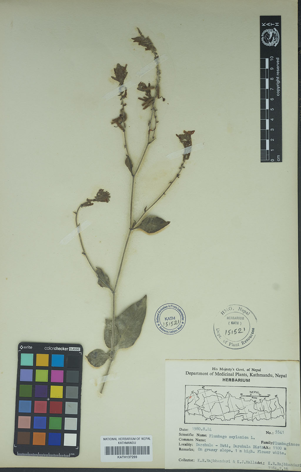 Plumbago zeylanica L.