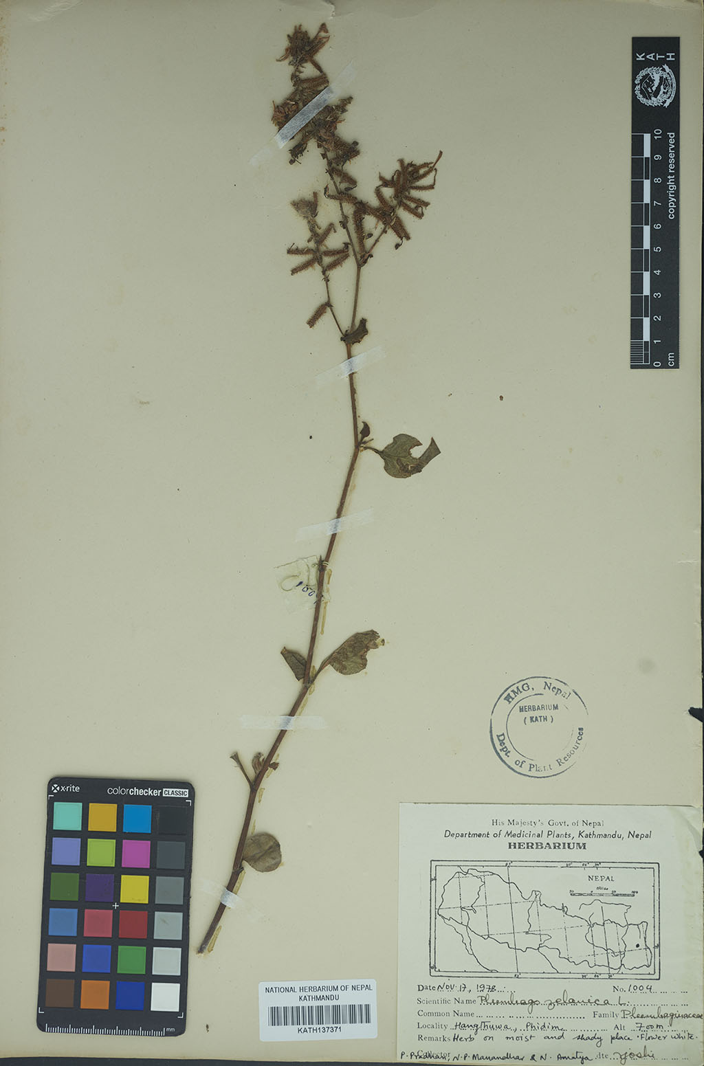 Plumbago zeylanica L.