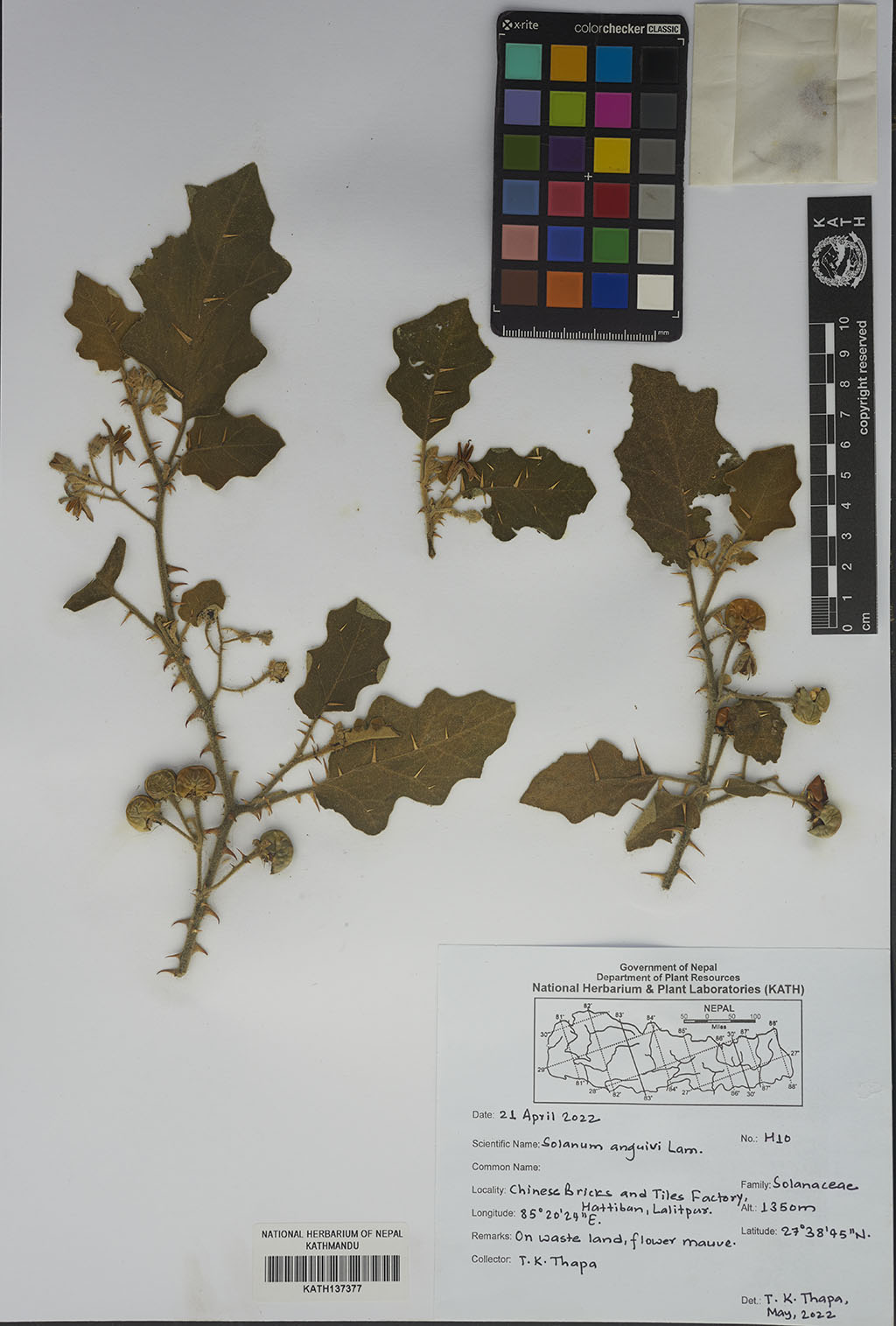 Solanum anguivi Lam.