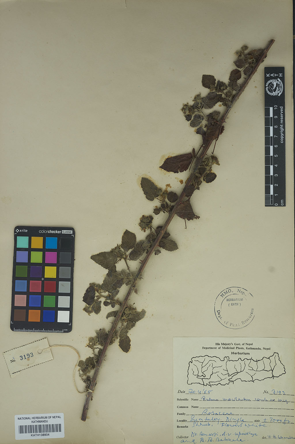 Rubus Macilentus Cambess. Rubus Macilentus Cambess.