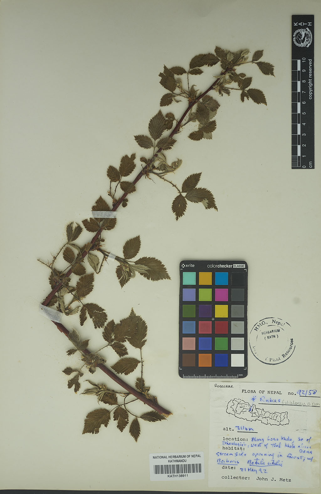 Rubus Foliolosus D. Don Rubus Foliolosus D. Don