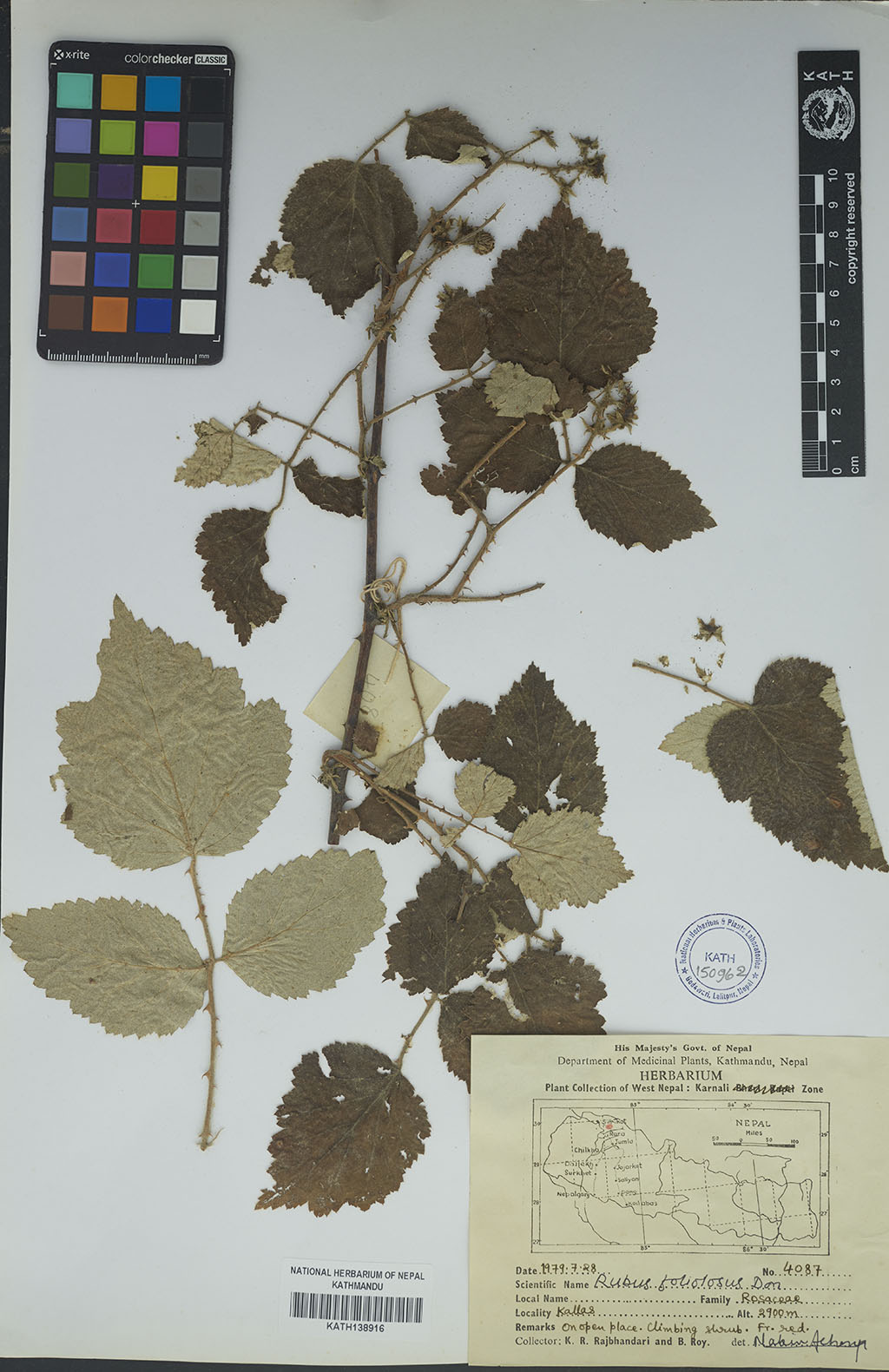 Rubus Foliolosus D. Don Rubus Foliolosus D. Don