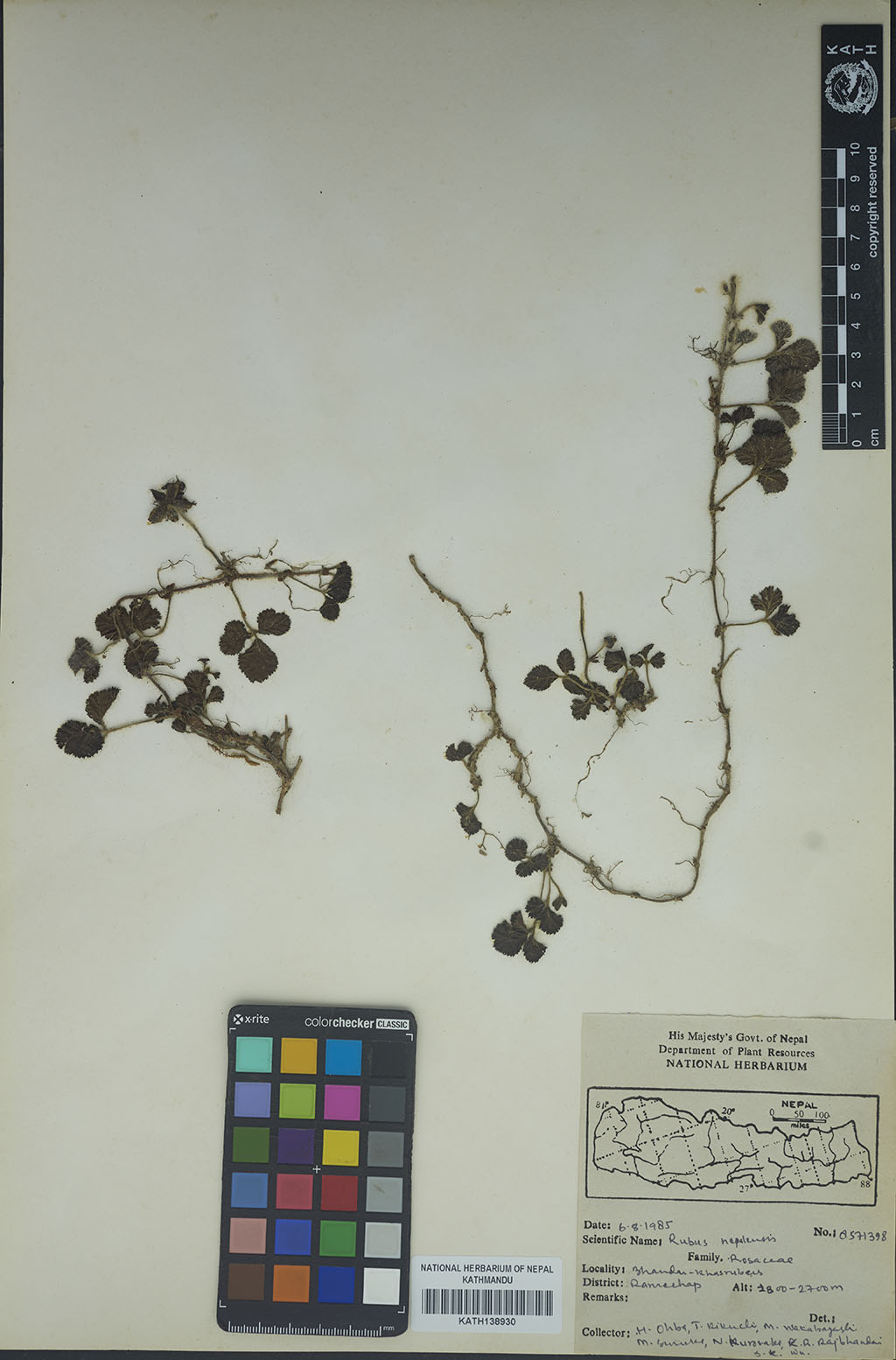 Rubus nepalensis (Hook. fil.) Kuntze