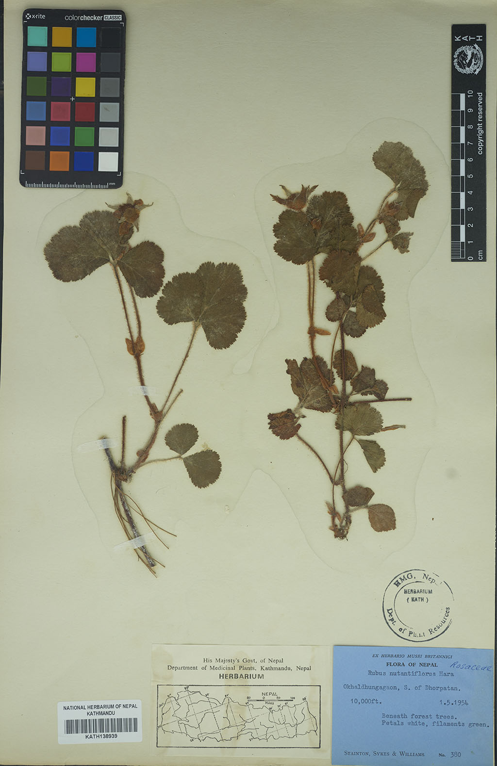 Rubus Nepalensis (Hook. Fil.) Kuntze