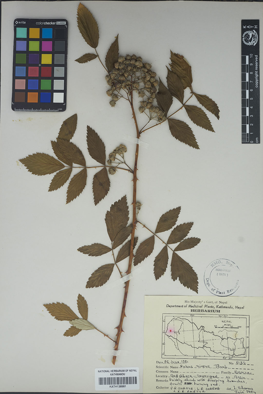 Rubus Niveus Thunb.