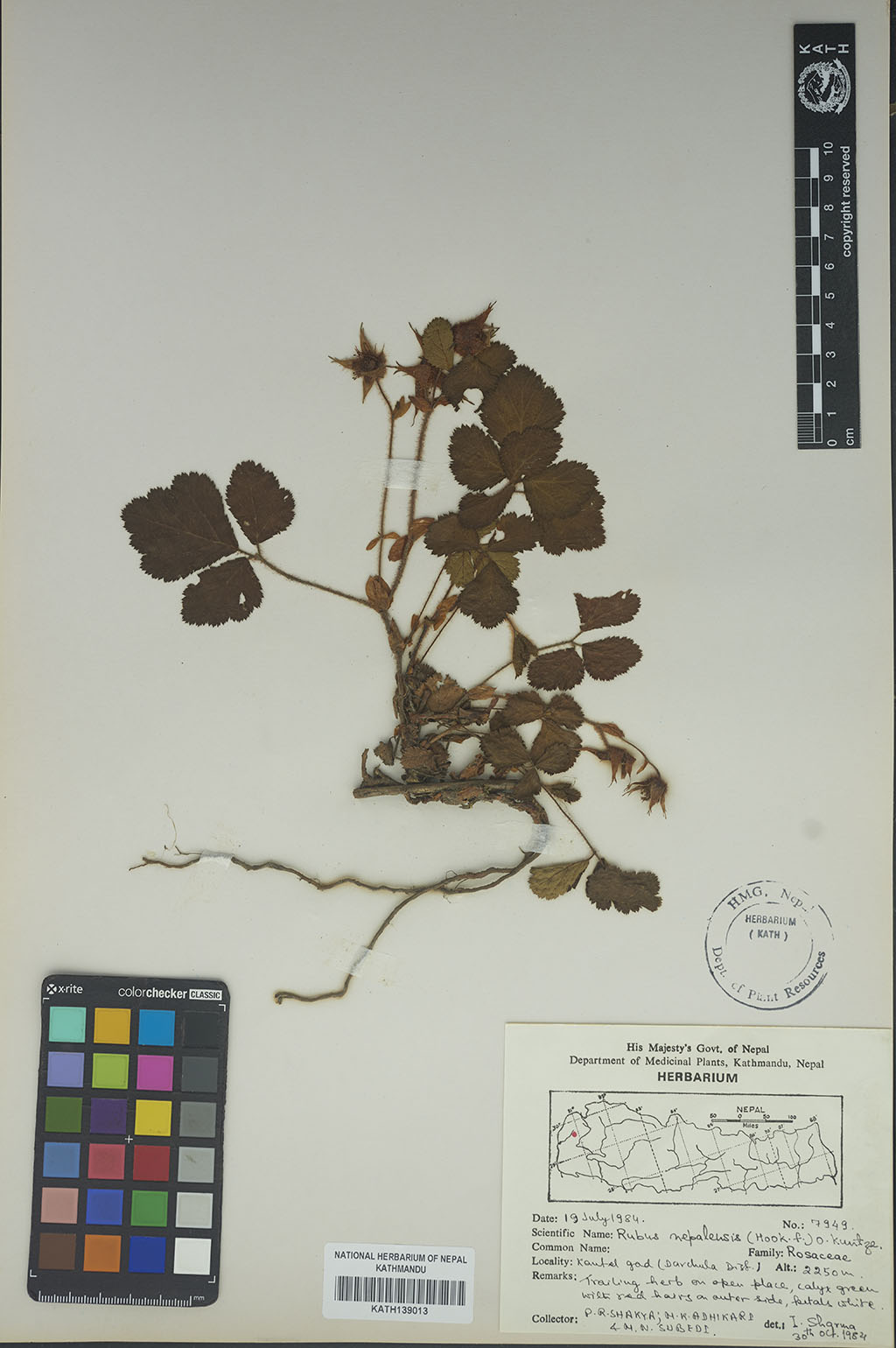 Rubus Nepalensis (Hook. Fil.) Kuntze