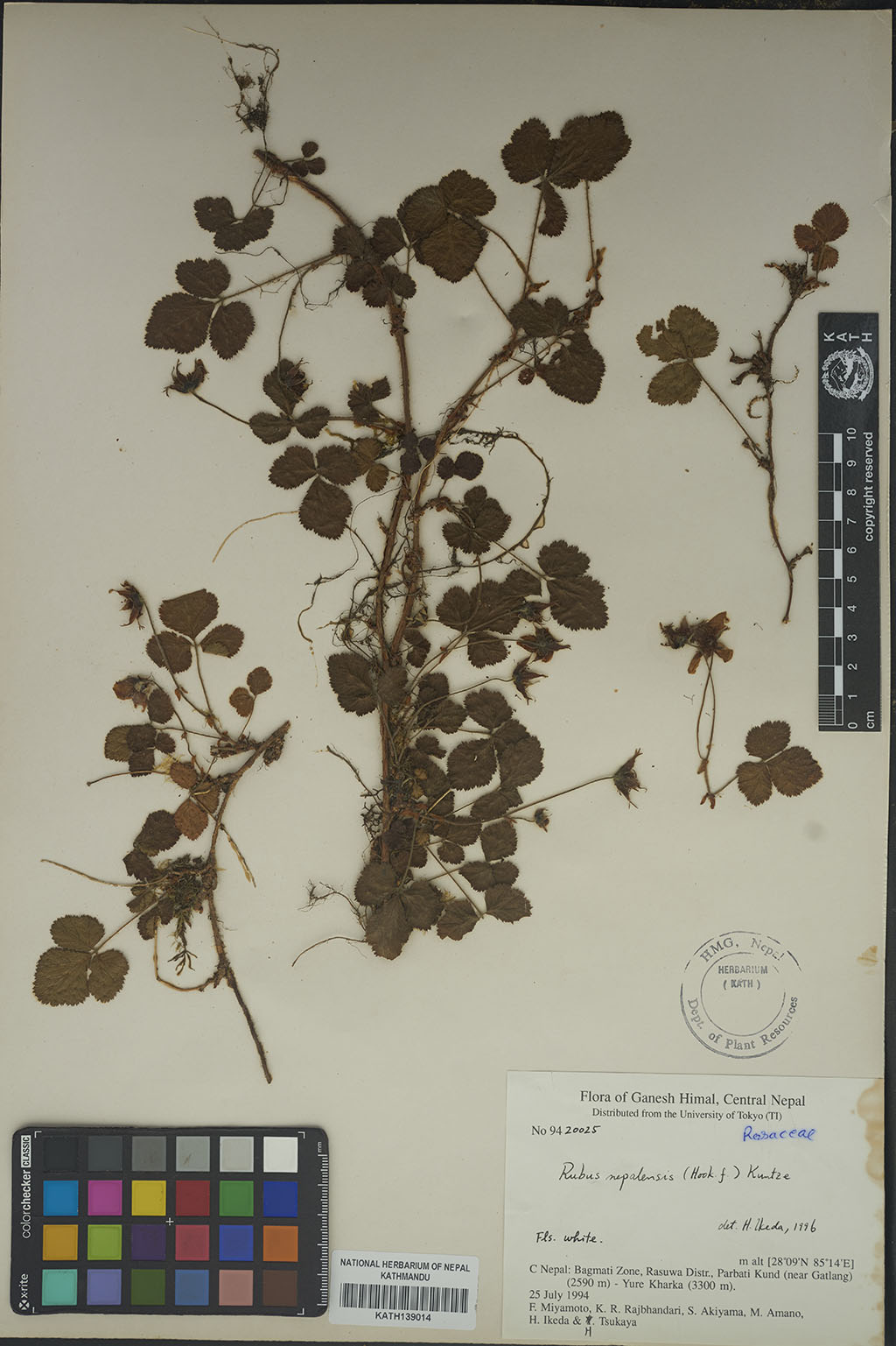 Rubus Nepalensis (Hook. Fil.) Kuntze