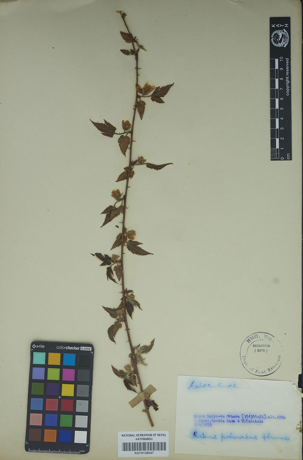 Rubus Palmatus Thunb.