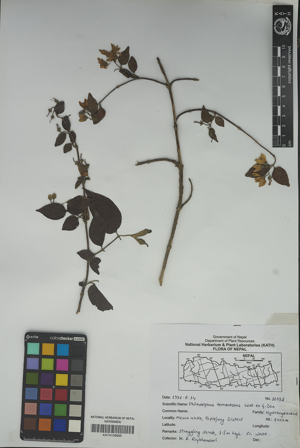 Philadelphus Tomentosus Wall.