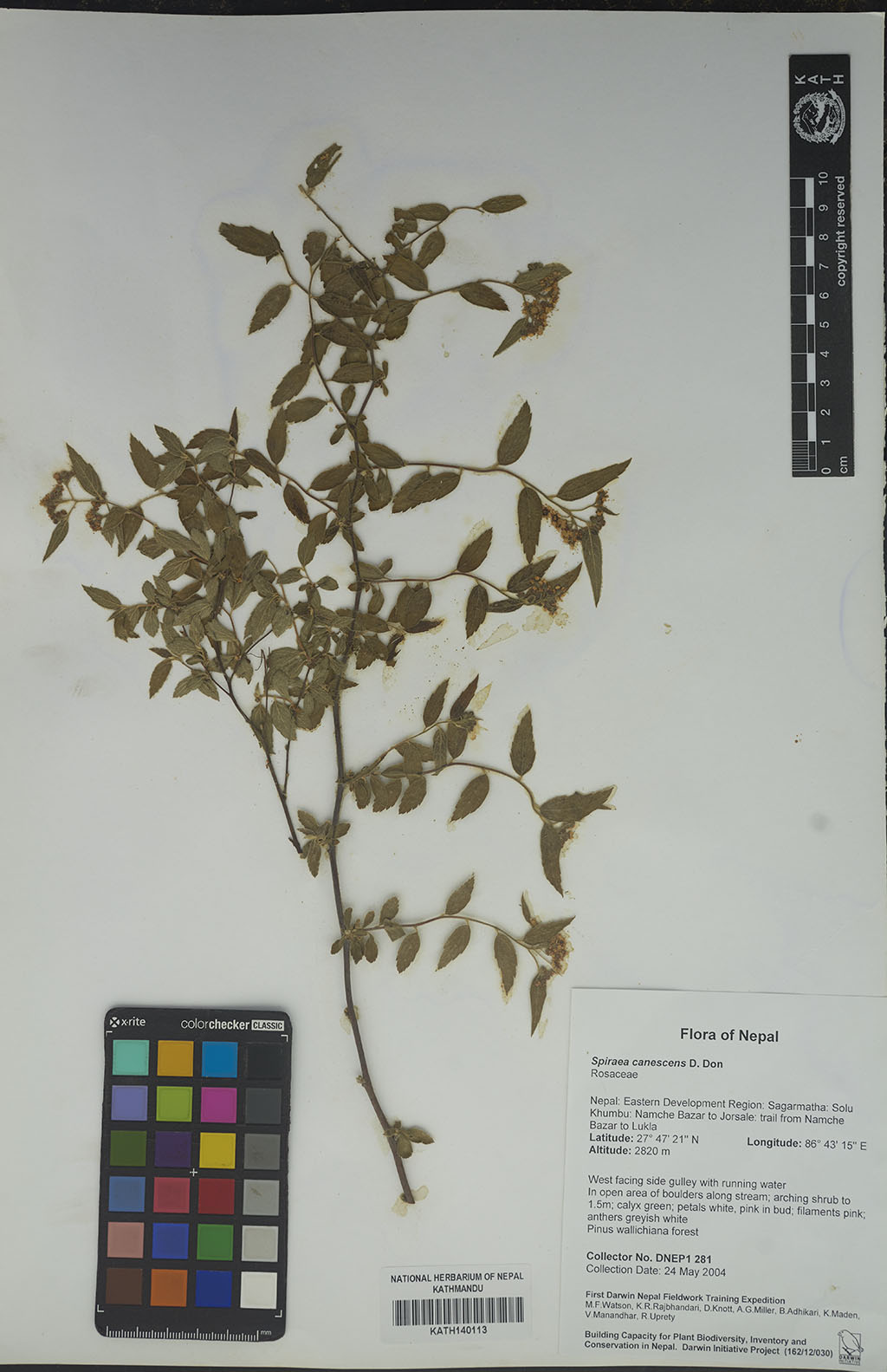 Spiraea canescens D. Don Spiraea canescens D. Don