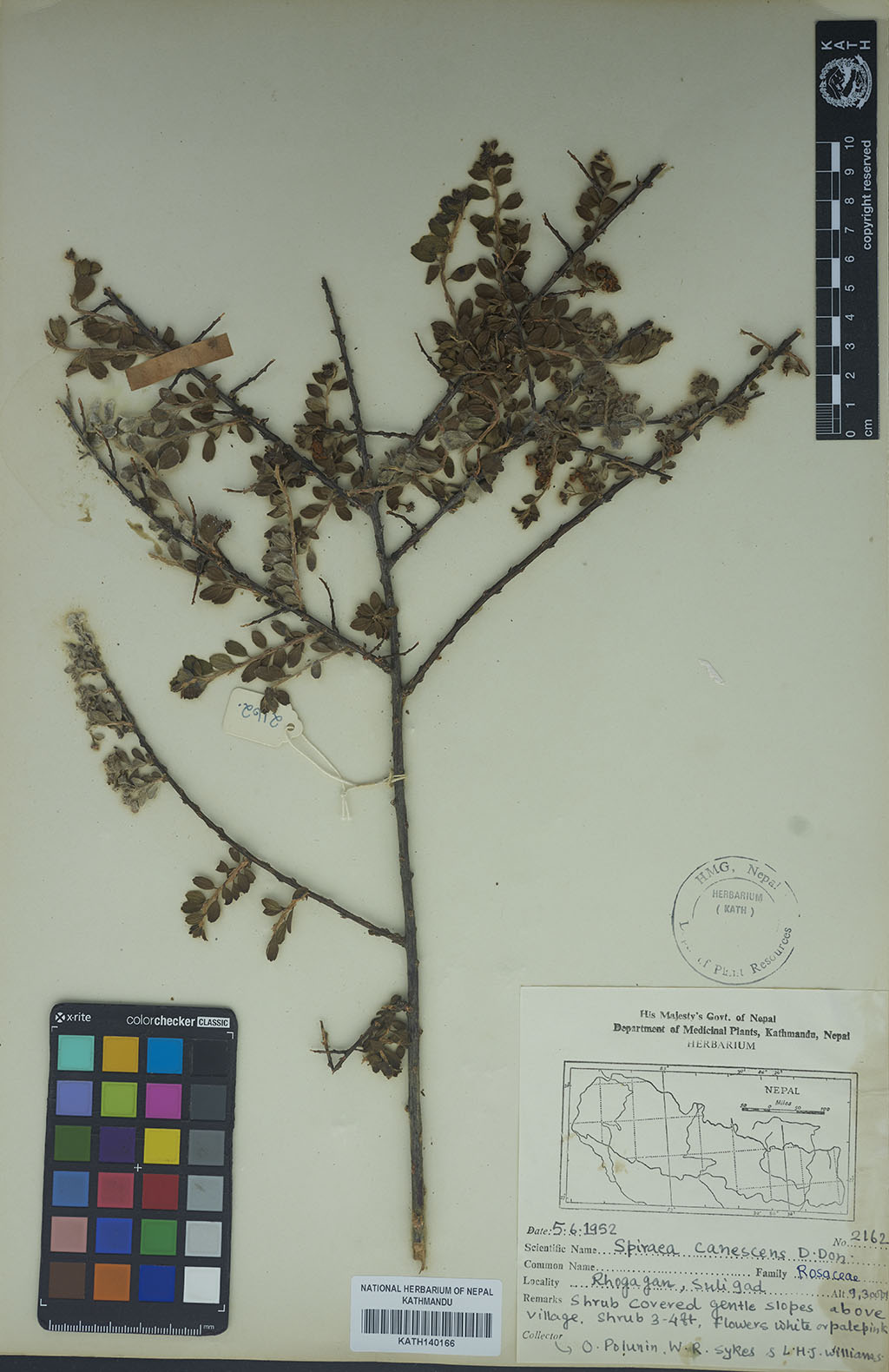 Spiraea Canescens D. Don Spiraea Canescens D. Don
