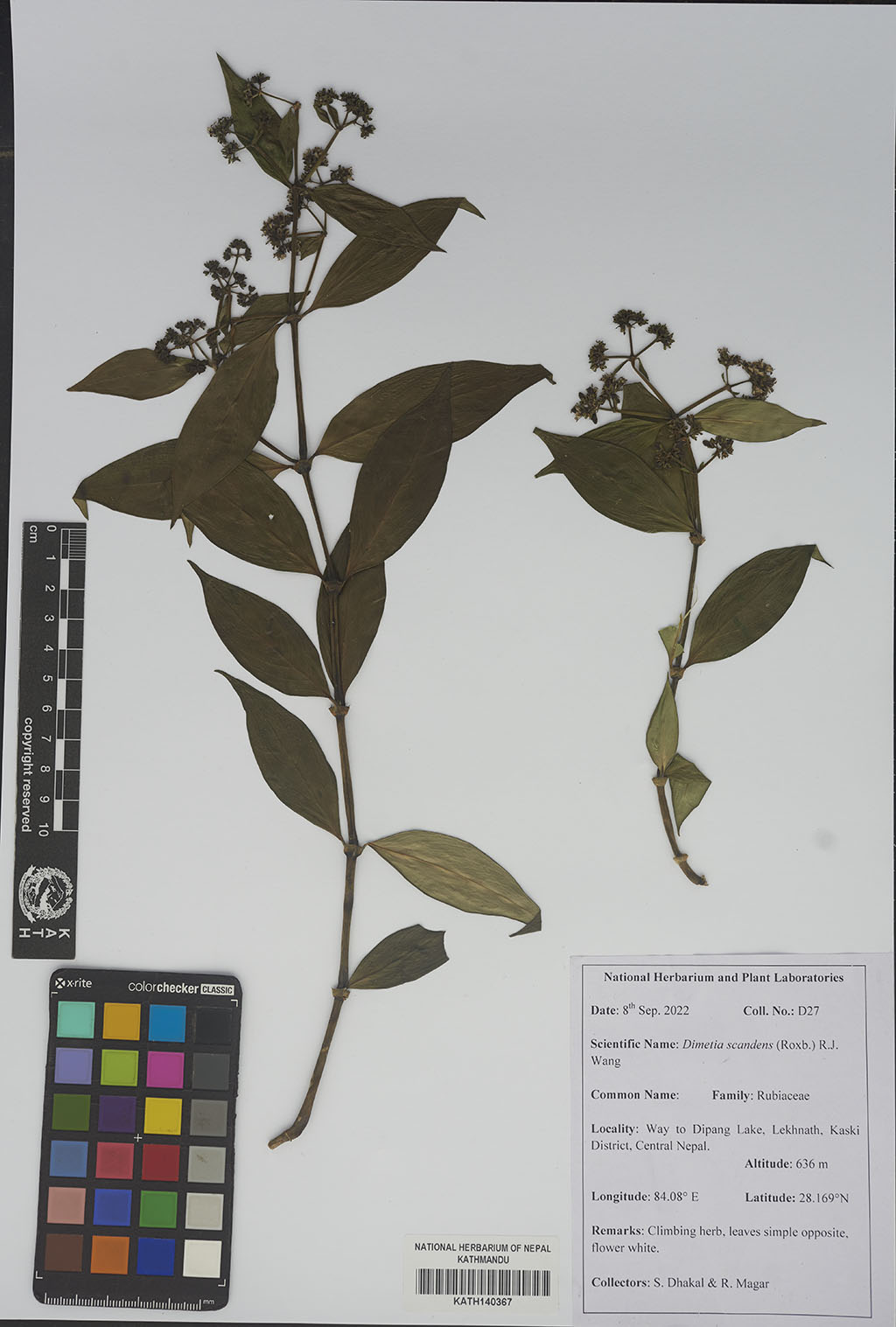 Dimetia Scandens (Roxb.) R.J.Wang
