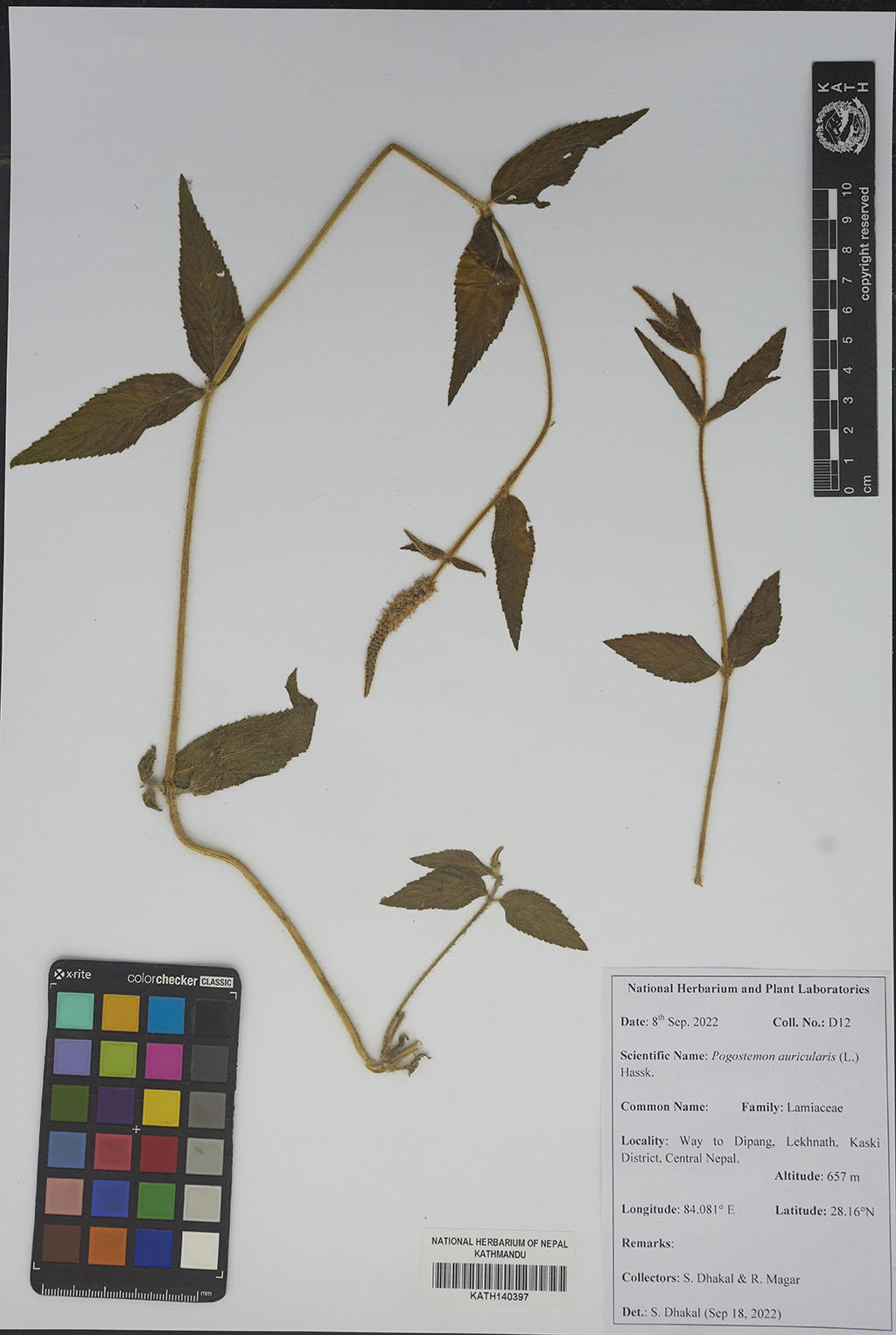 Pogostemon Auricularius (L.) Hassk. Pogostemon Auricularius (L.) Hassk.