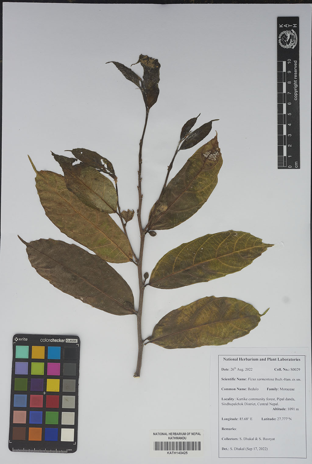 Ficus Sarmentosa Buch.-Ham. Ex J. E. Sm.