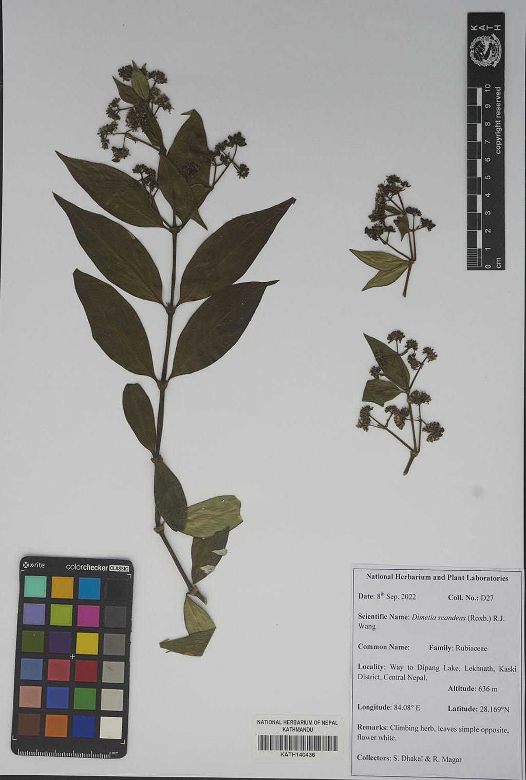 Dimetia Scandens (Roxb.) R.J.Wang Dimetia Scandens (Roxb.) R.J.Wang