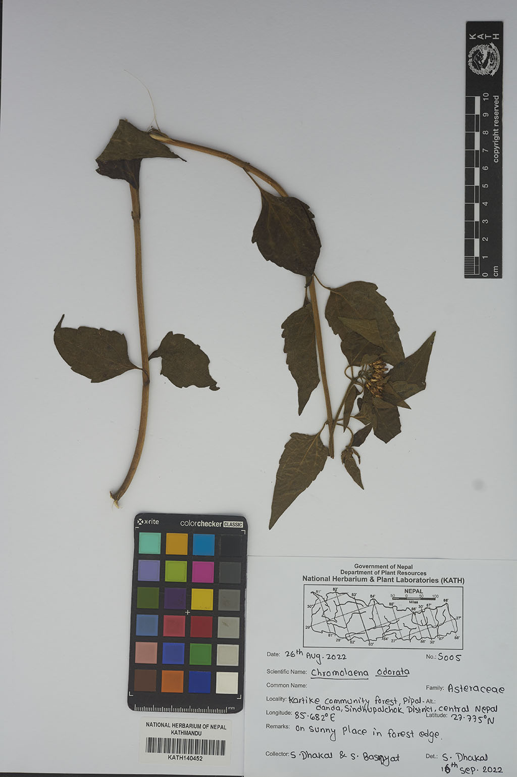 Striga Asiatica (L.) Kuntze