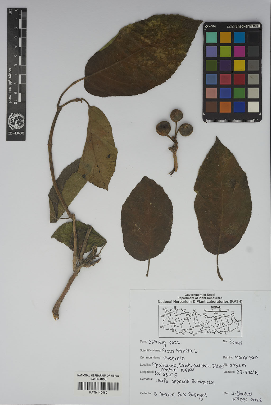 Ficus Hispida L. Fil.