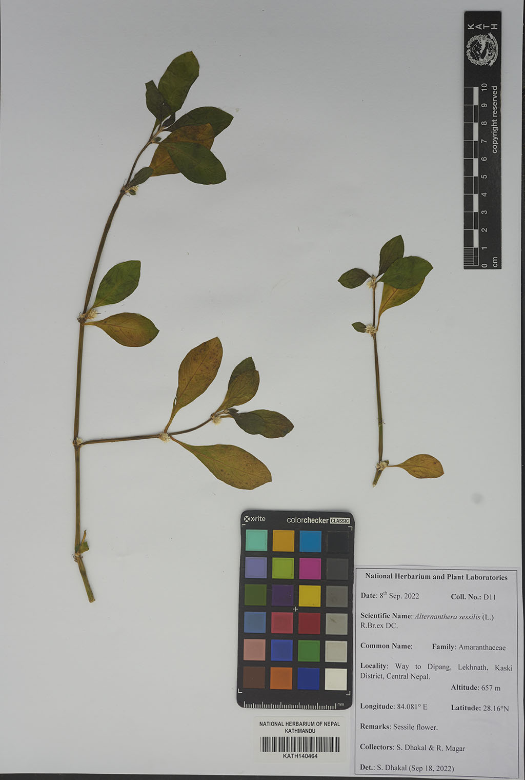 Alternanthera Sessilis (L.) R. Br. Ex Roem. & Schult. Alternanthera Sessilis (L.) R. Br. Ex Roem. & Schult.