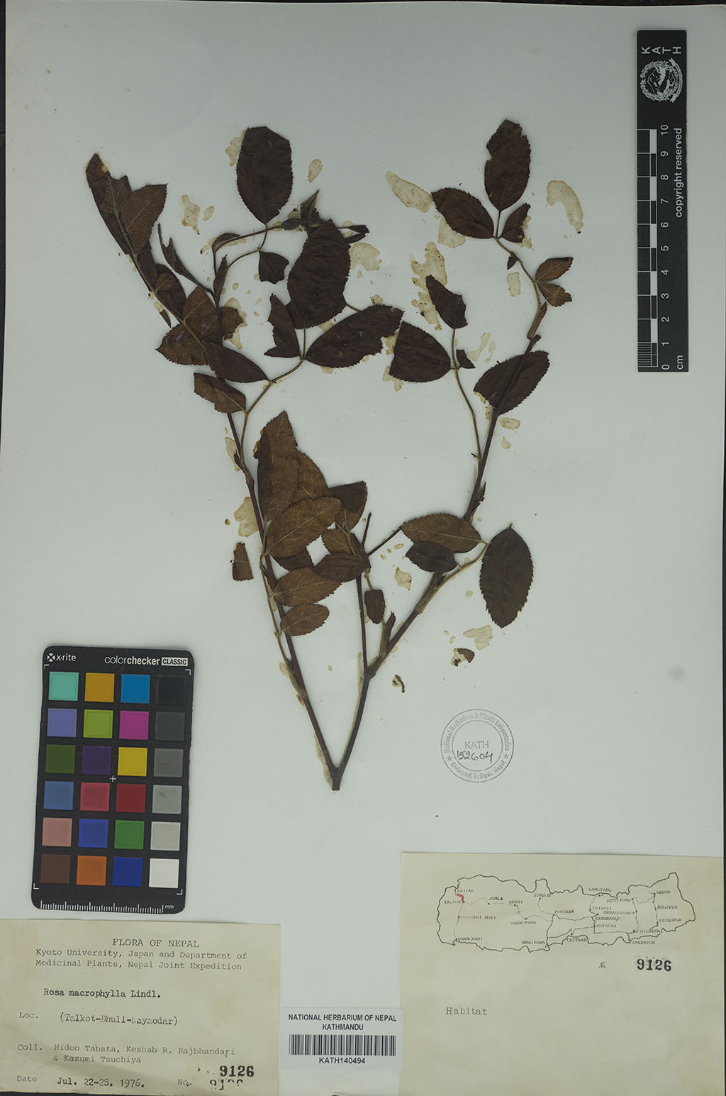 Rosa Macrophylla Lindl. Rosa Macrophylla Lindl.