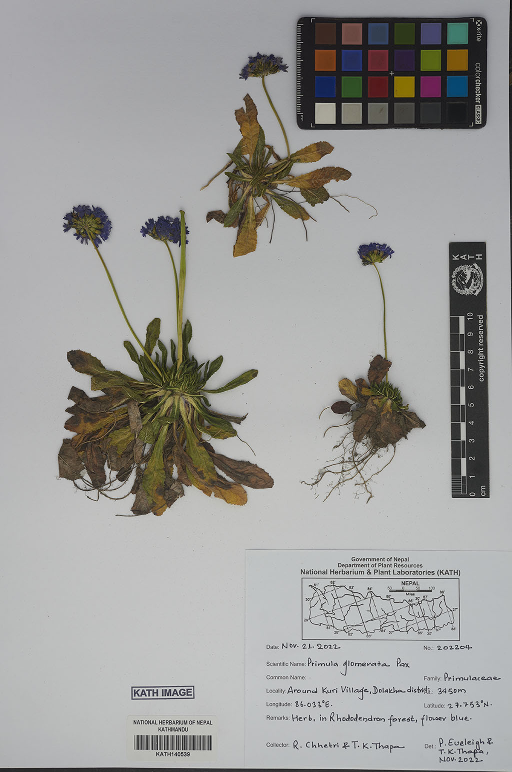 Primula Glomerata Pax Primula Glomerata Pax