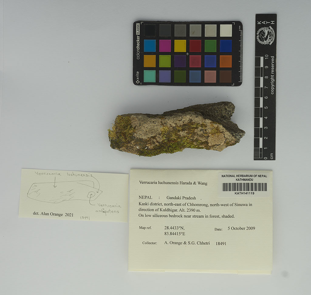 Verrucaria luchunensis Harada & Wang Verrucaria luchunensis Harada & Wang