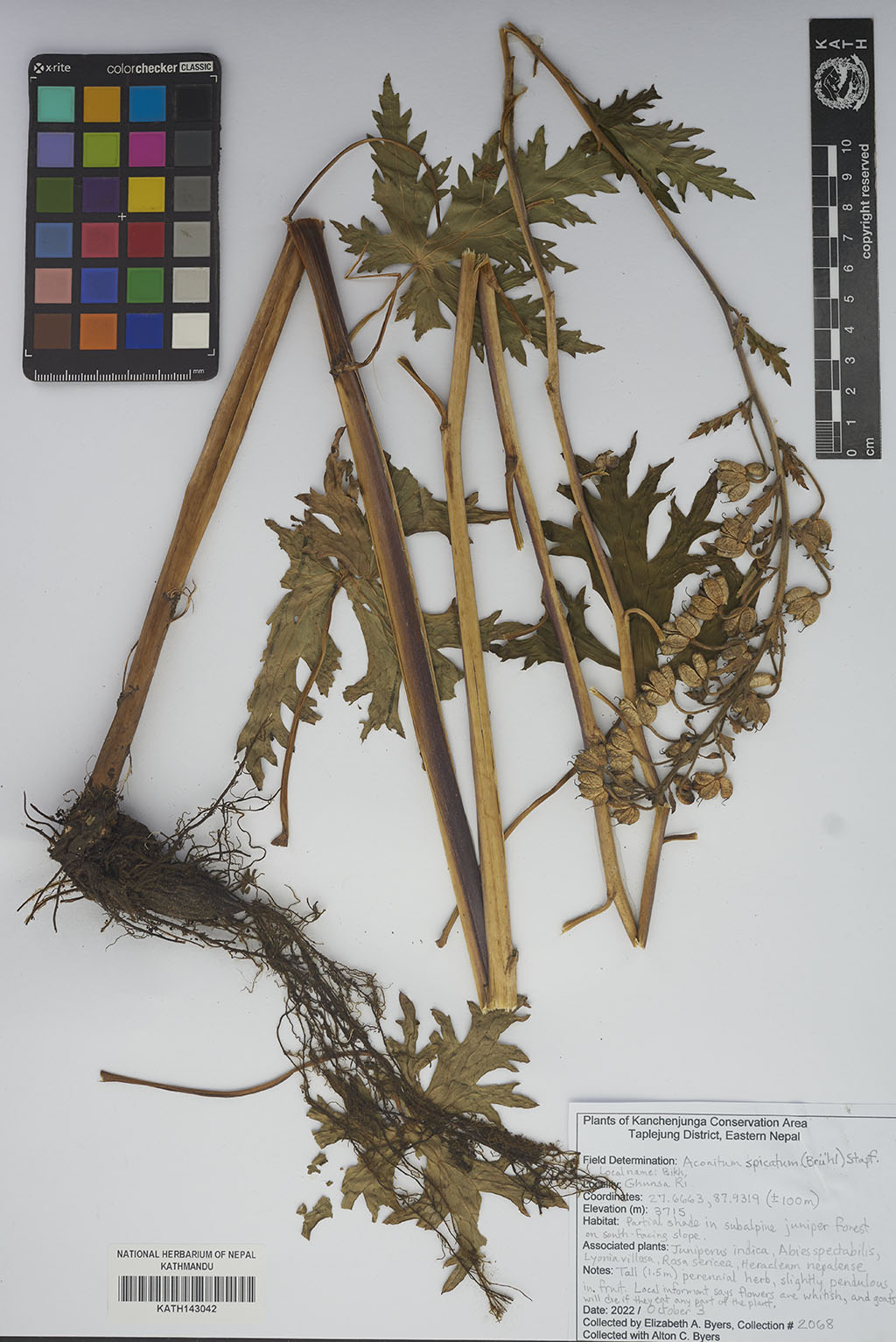 Aconitum Spicatum (Brühl) Stapf