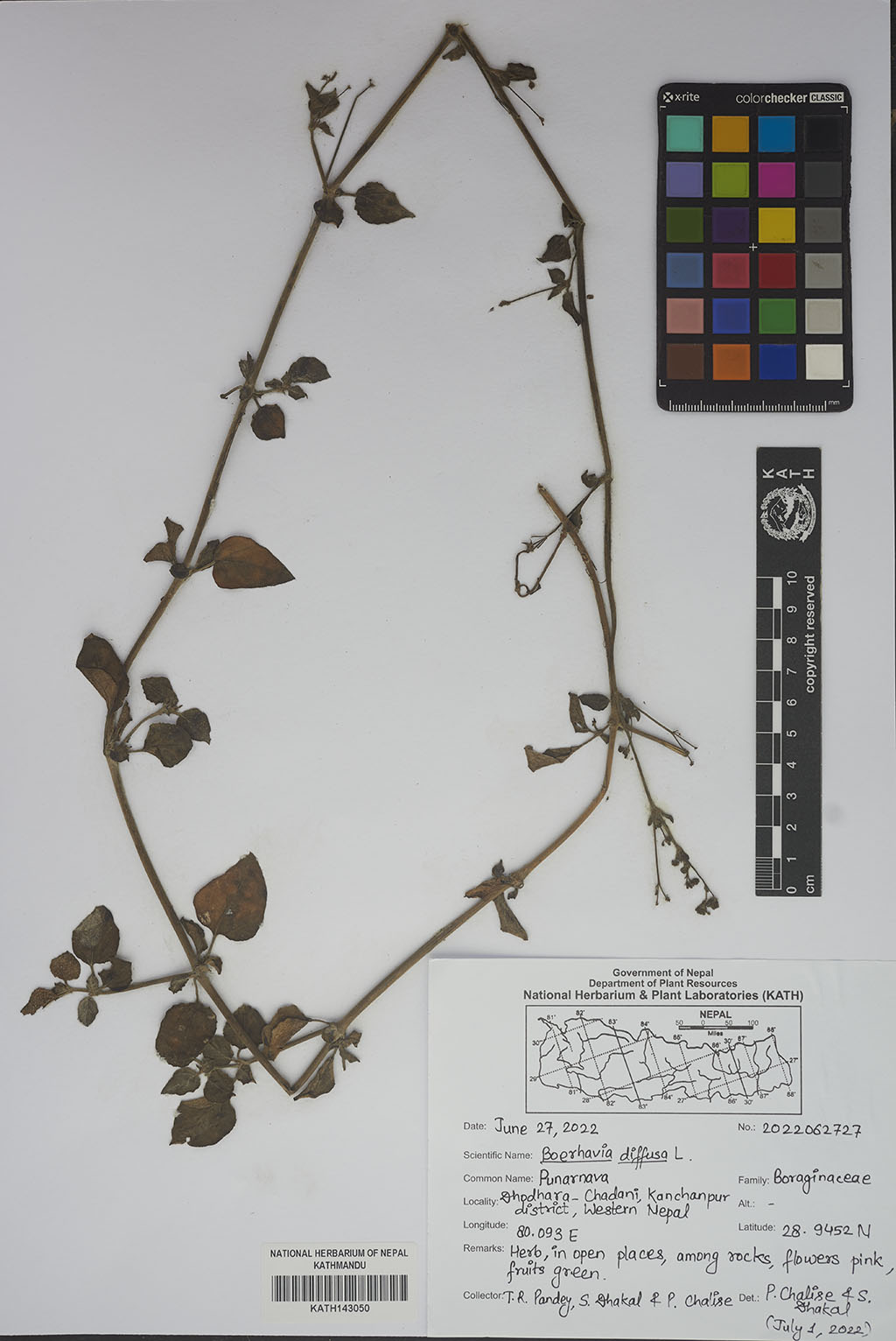 Boerhavia Diffusa L.