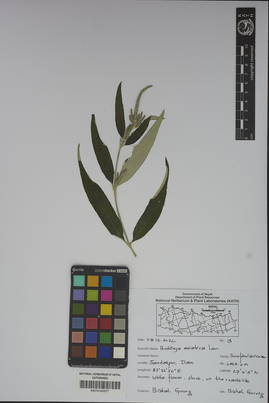 Buddleja Asiatica Lour.