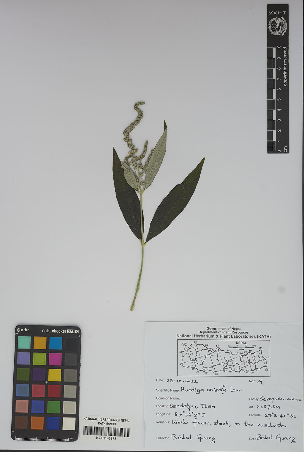 Buddleja Asiatica Lour.