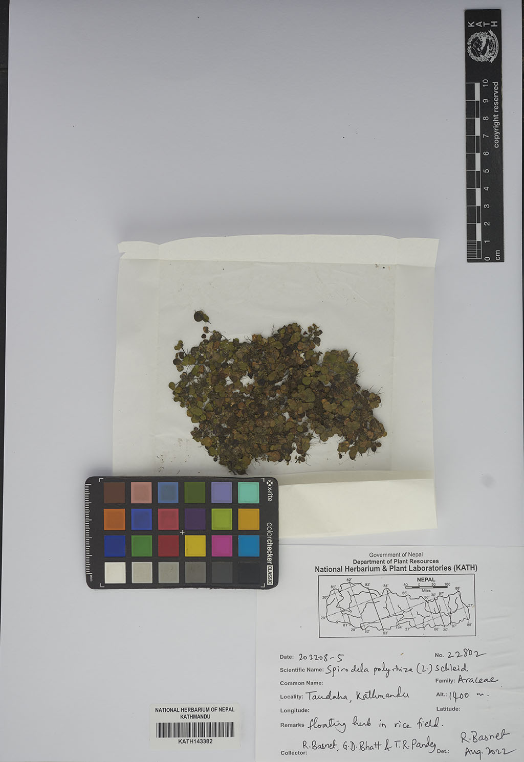 Spirodela Polyrhiza (L.) Schleid.