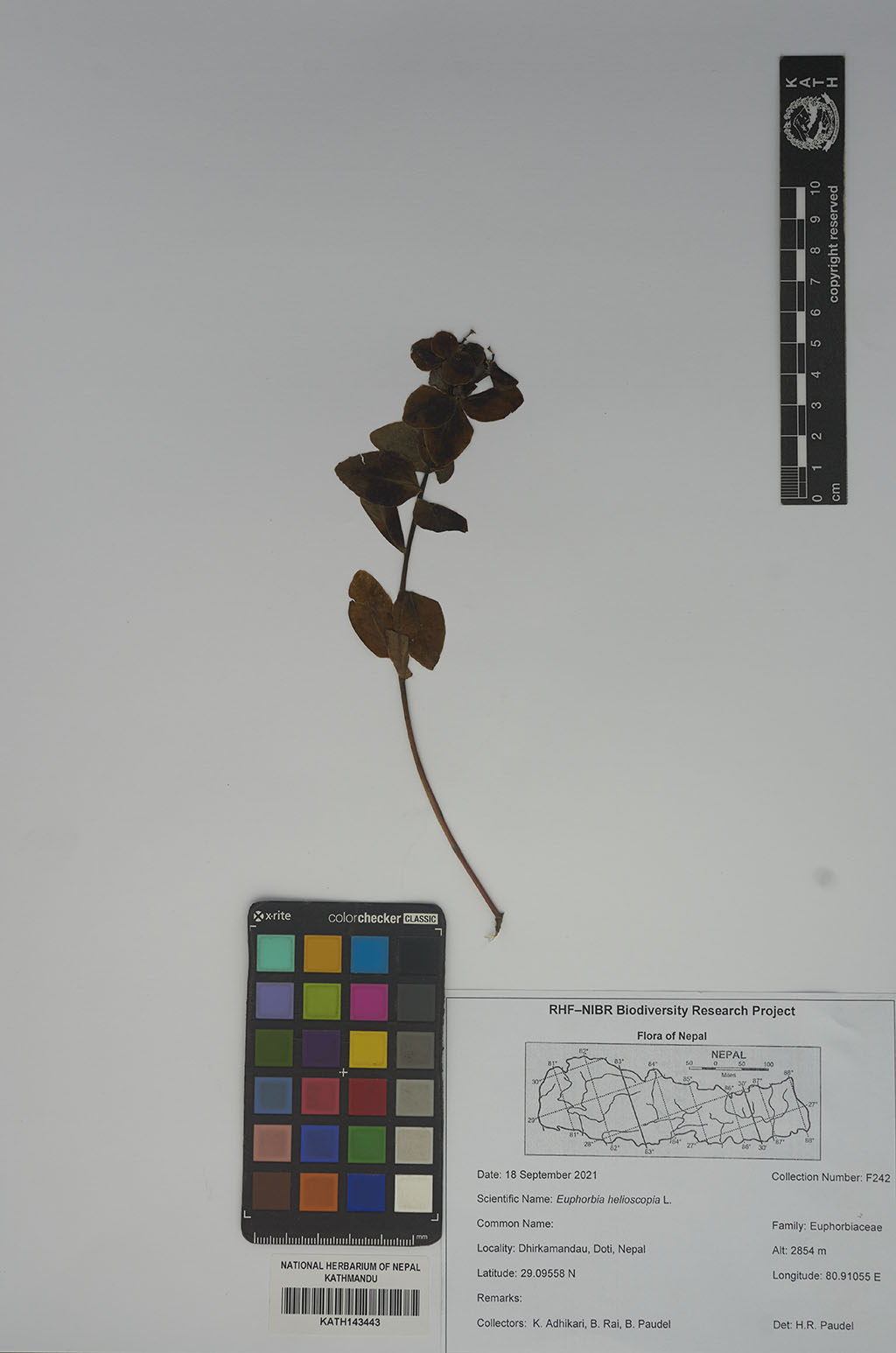 Euphorbia Helioscopia L.