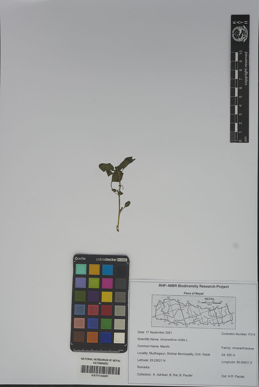 Amaranthus Viridis L.