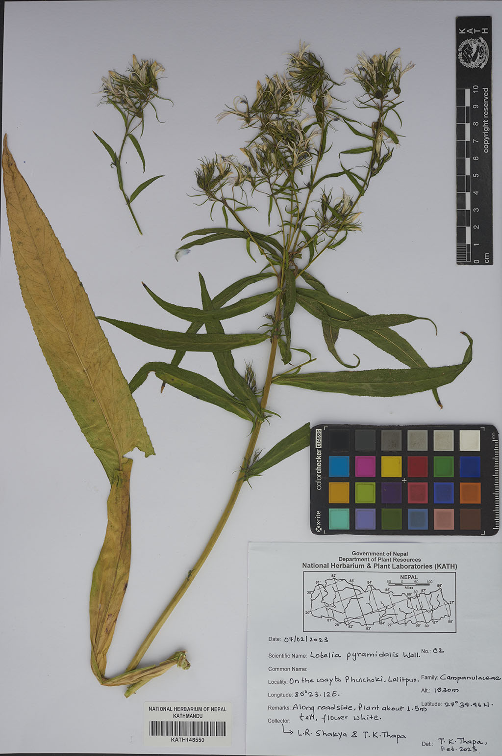 Lobelia Pyramidalis Wall.