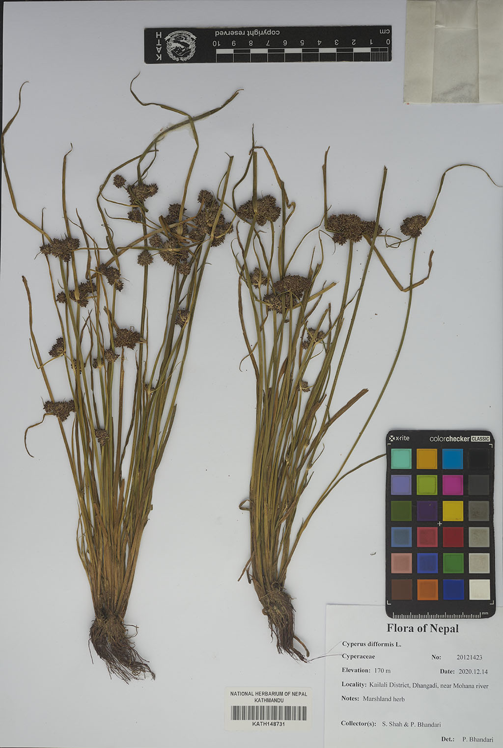 Cyperus Difformis L.