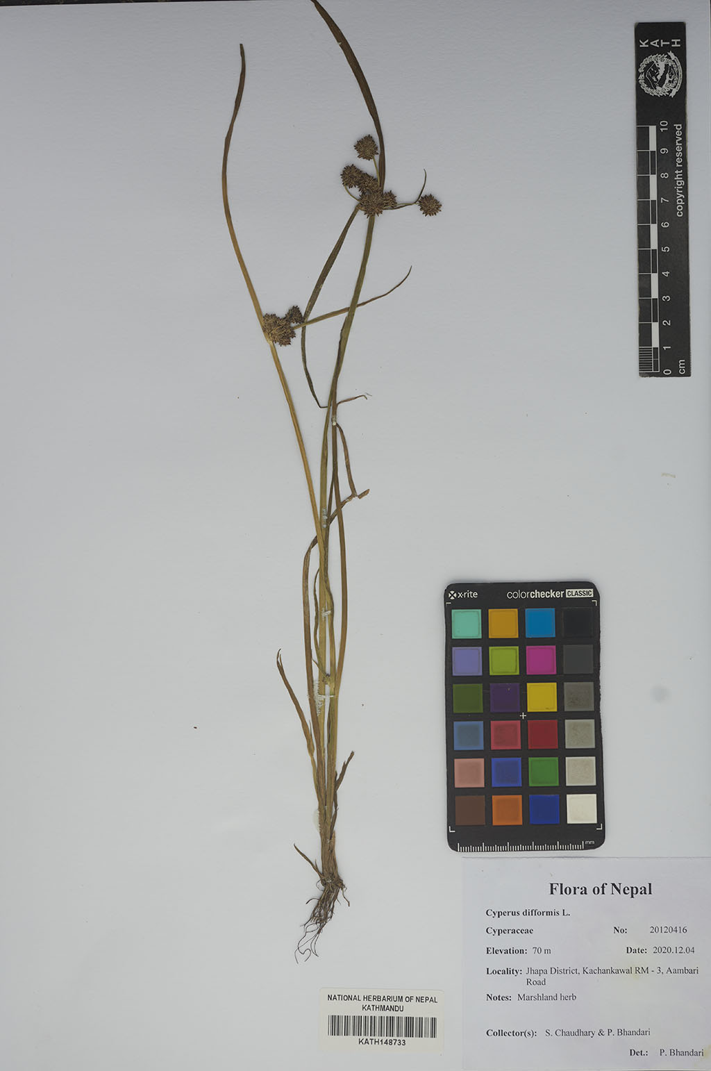 Plant Database System | Herbarium & Plant Laboratories (KATH)