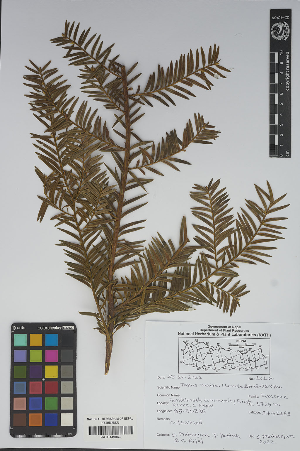 Taxus Mairei (Lemée & Lév.) S. Y. Hu Ex T. S. Liu