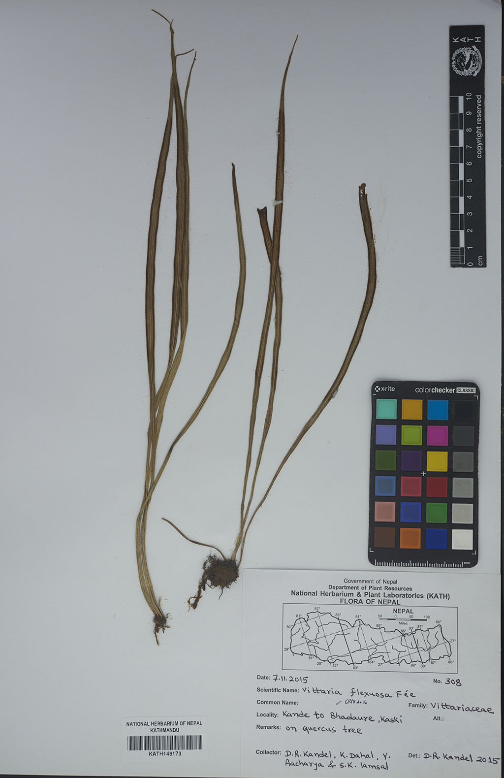 Vittaria Flexuosa Fée