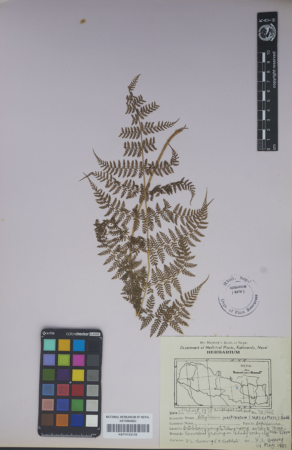 Athyrium Pectinatum Bedd.