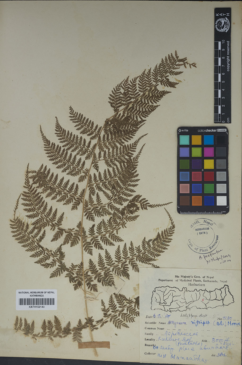 Athyrium Nigripes (Blume) T. Moore Athyrium Nigripes (Blume) T. Moore