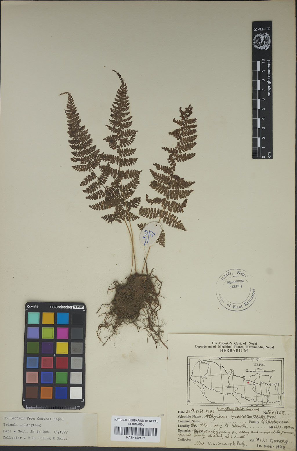 Athyrium Pectinatum (Wall. Ex Hope) C. Presl