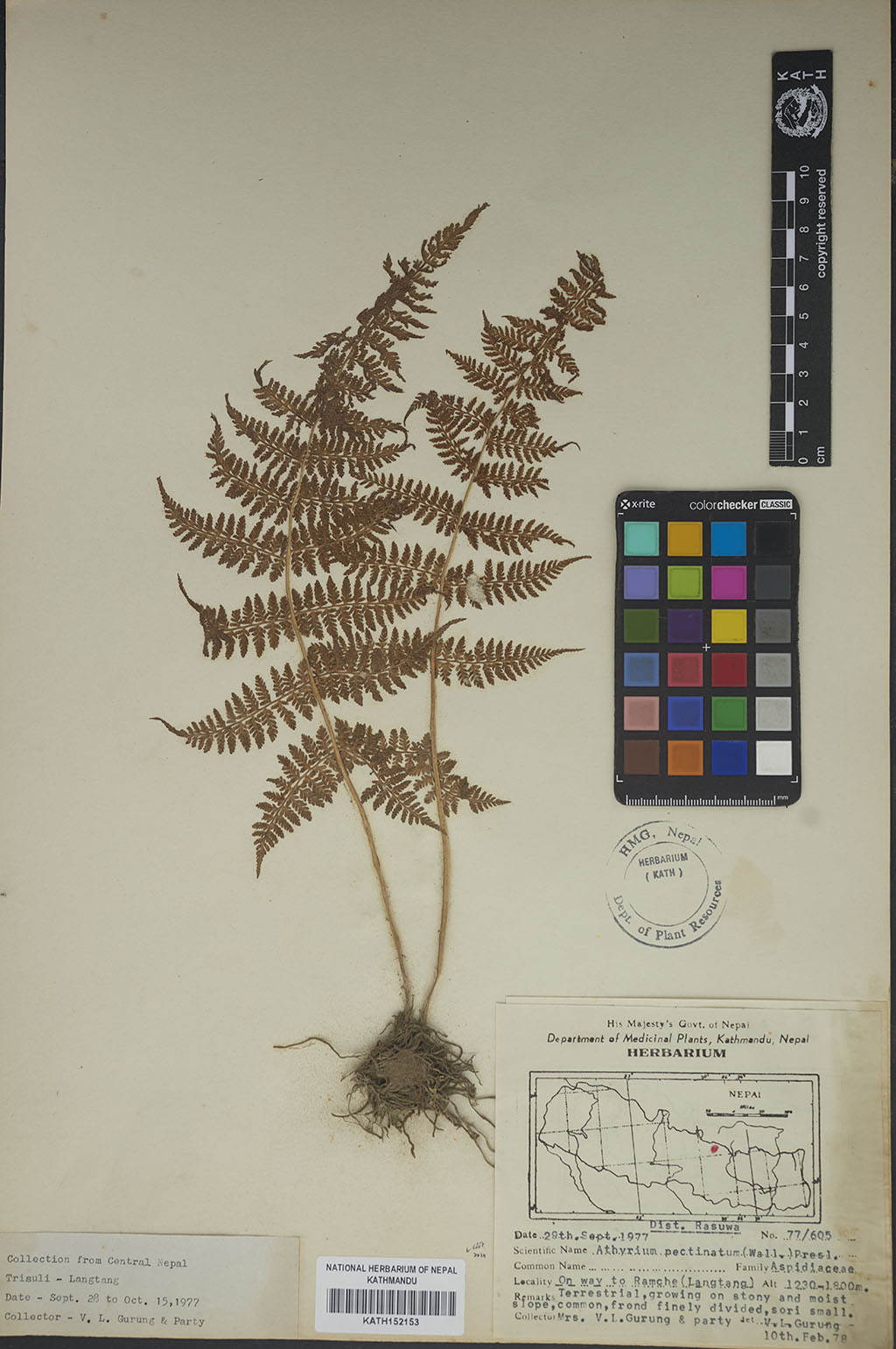 Athyrium Pectinatum (Wall. Ex Hope) C. Presl