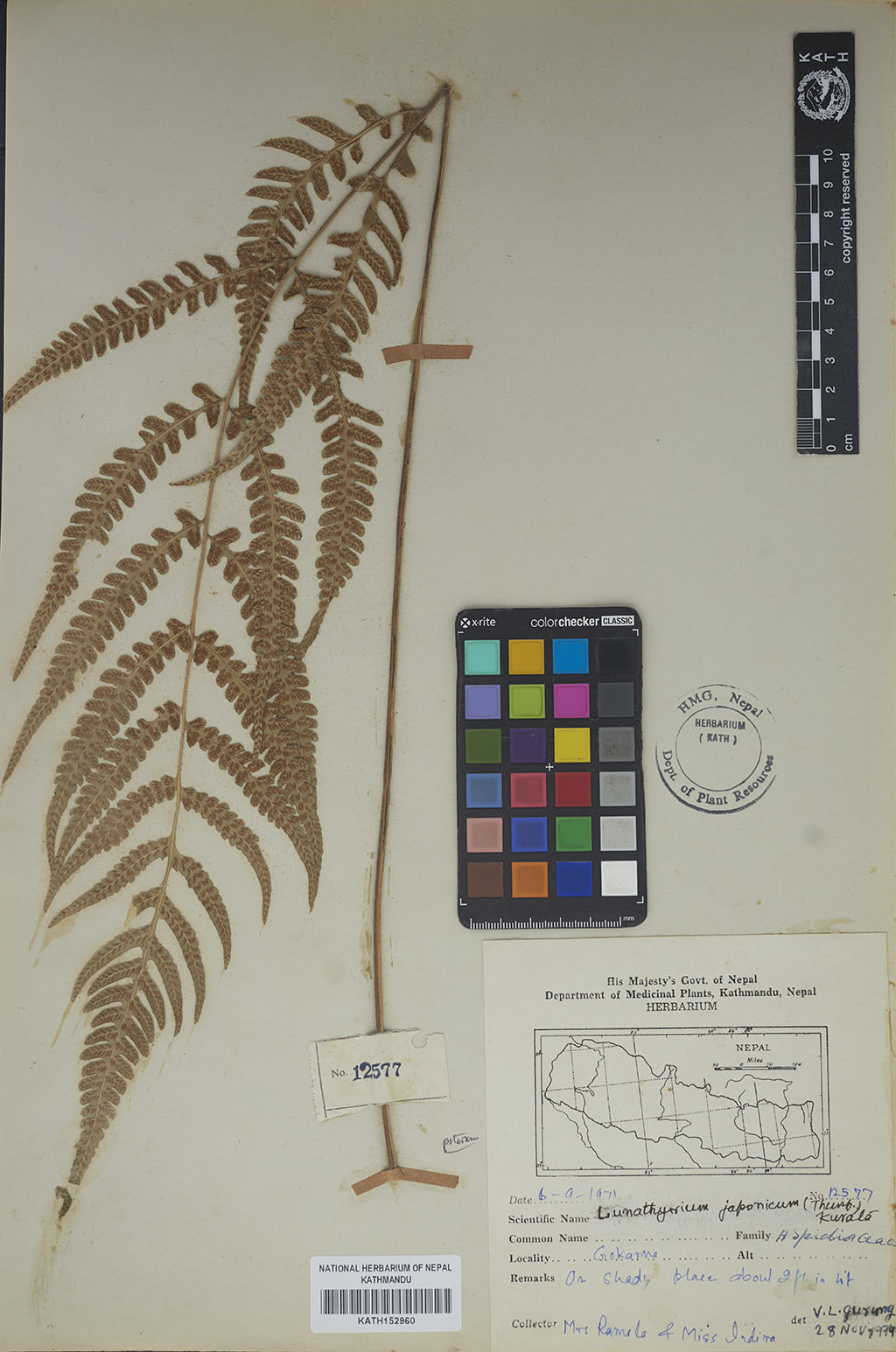 Lunathyrium japonicum (Thunb.) Sa. Kurata Lunathyrium japonicum (Thunb.) Sa. Kurata